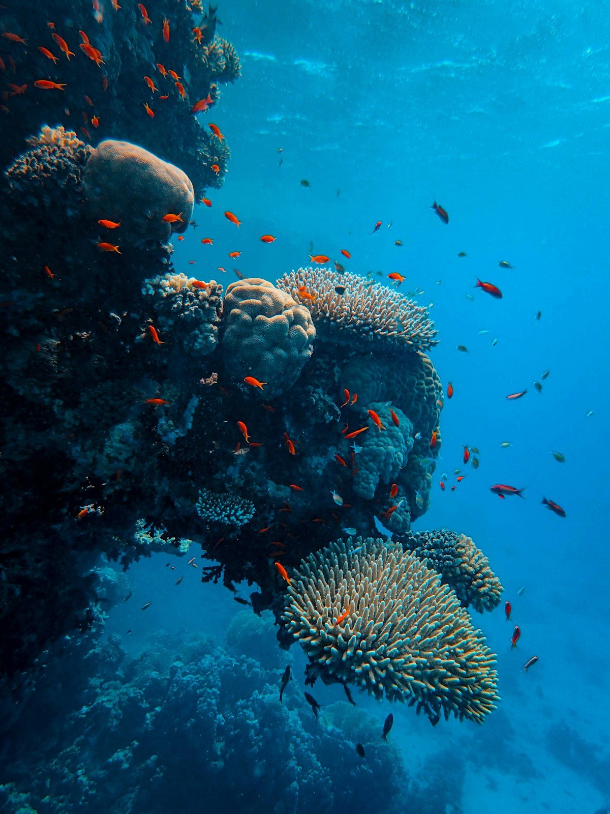 Great Barrier Reef Explorer